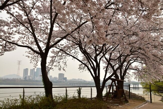 春到来！韓国のお花見はピクニック < 観光ソウルメイト韓国語学校