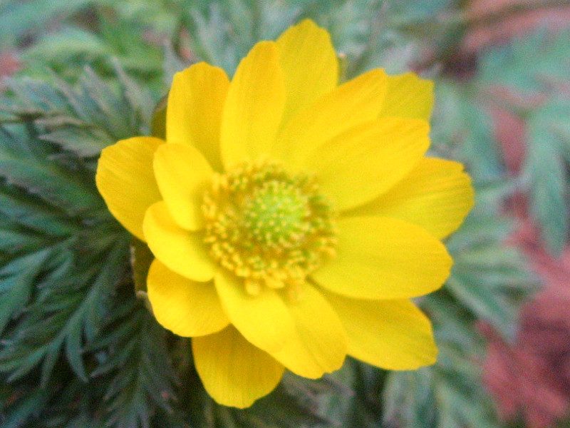 スノードロップの花言葉名前の由来花言葉・誕生花HanaPrime ハナプライム