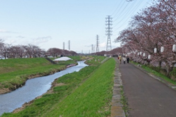 3月28日～31日 ライトアップや前夜祭！吹奏楽部の演奏も「第25回渋田川桜まつり」＠平塚市 – 神奈川・東京多摩のご近所情報 – レアリア