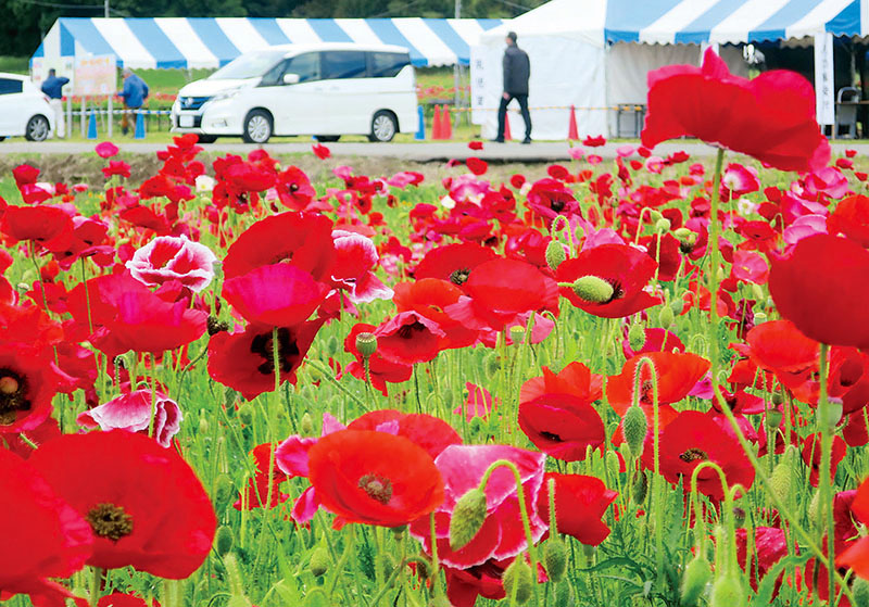 ポピー・ハッピー・スクエア観光スポット一覧公式 埼玉観光情報 - ちょこたび埼玉