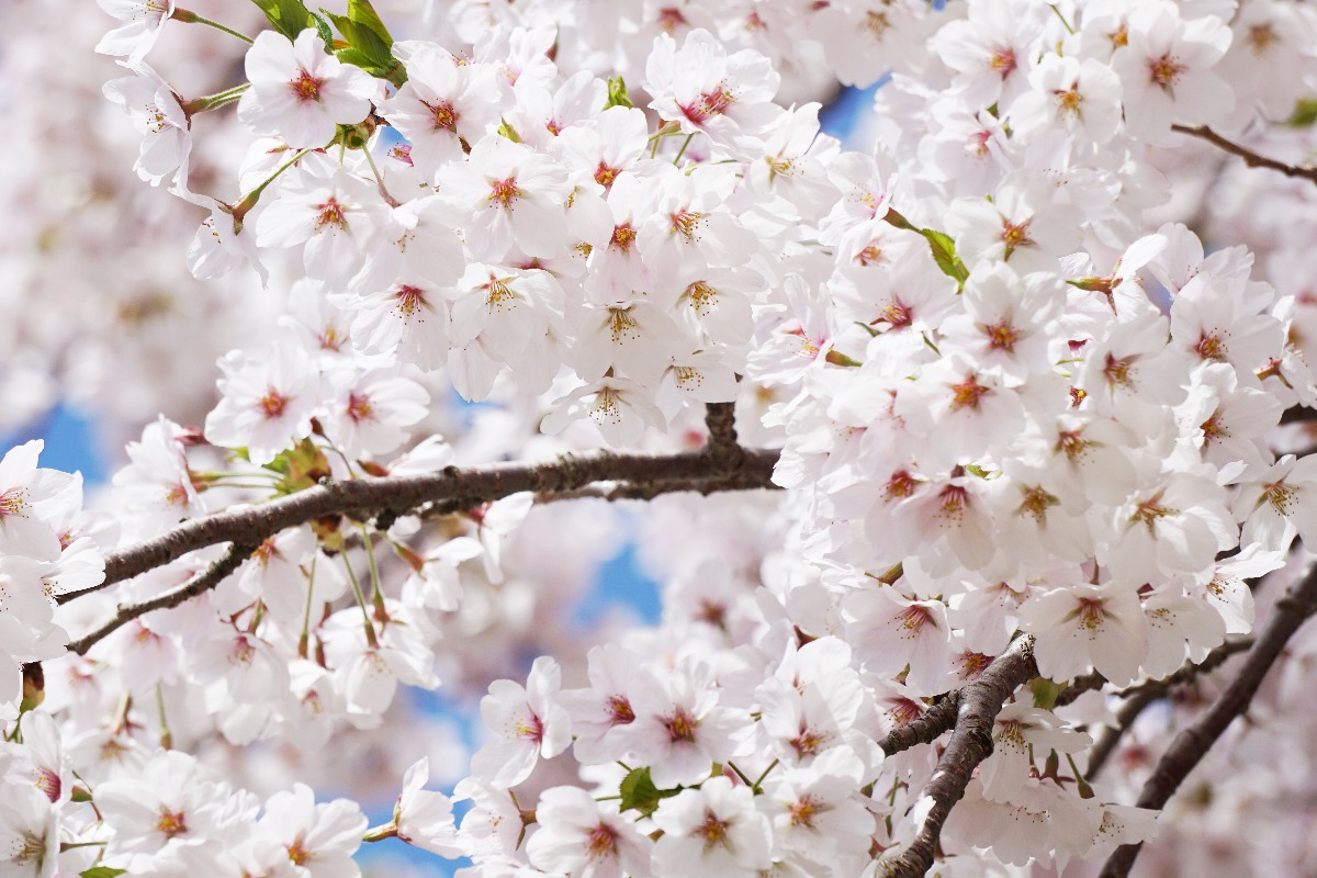 天下人・秀吉「吉野の花見」が雨に祟られブチギレ！全山焼き討ち寸前に - BUSHOO!JAPAN 武将ジャパン