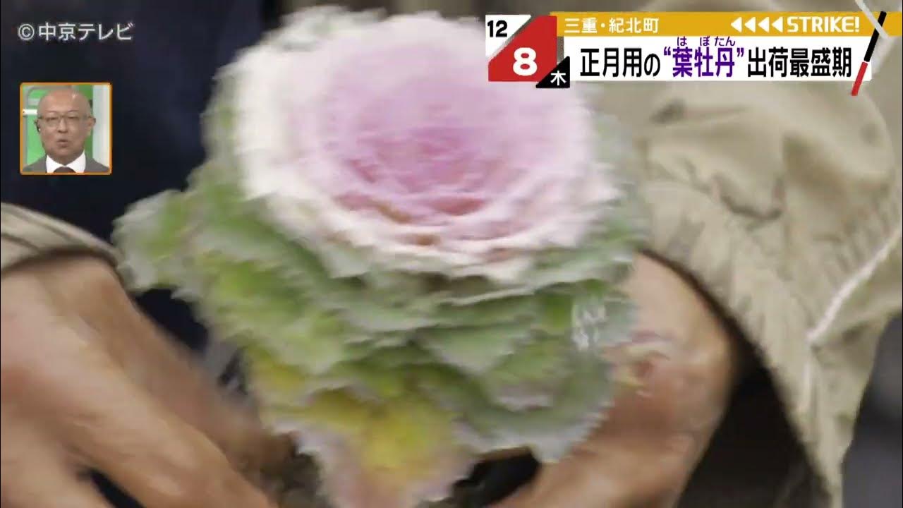 2019年・お正月の寄せ植え アルテルナンテラ,葉牡丹,シルバーレース- ちょっと曲がった家