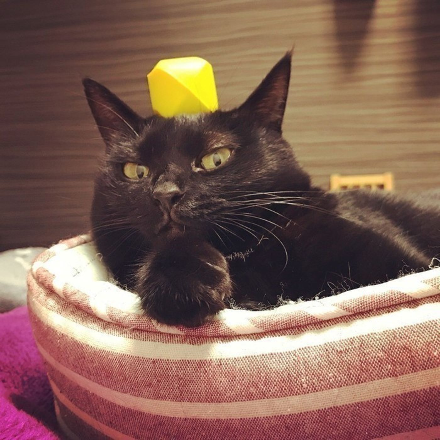 カルディの猫モチーフグッズでおうちハロウィンを楽しもう♪ねこのきもちWEB MAGAZINE