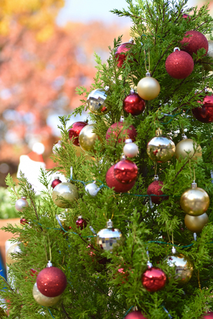 クリスマスツリーって何の木？ツリーに使われる木の種類と名前を一覧でご紹介！BOTANICA