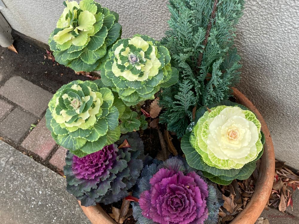 葉牡丹 ハボタン の花言葉お正月の門松に飾る？縁起がいいの？HORTI by GreenSnap