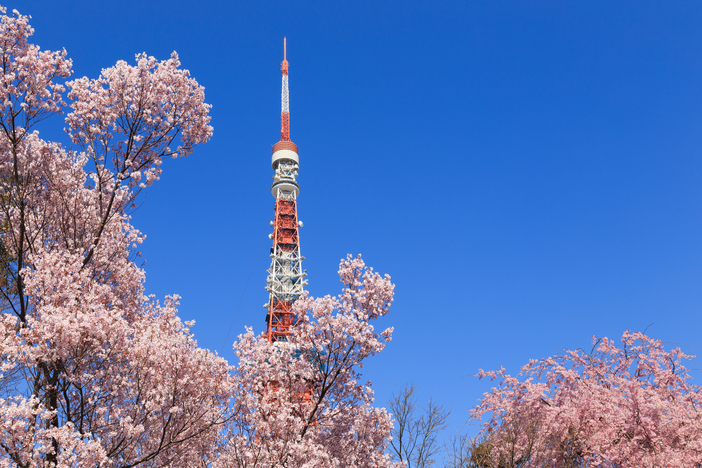 夜桜見物には不向き - 都立芝公園の口コミ - トリップアドバイザ