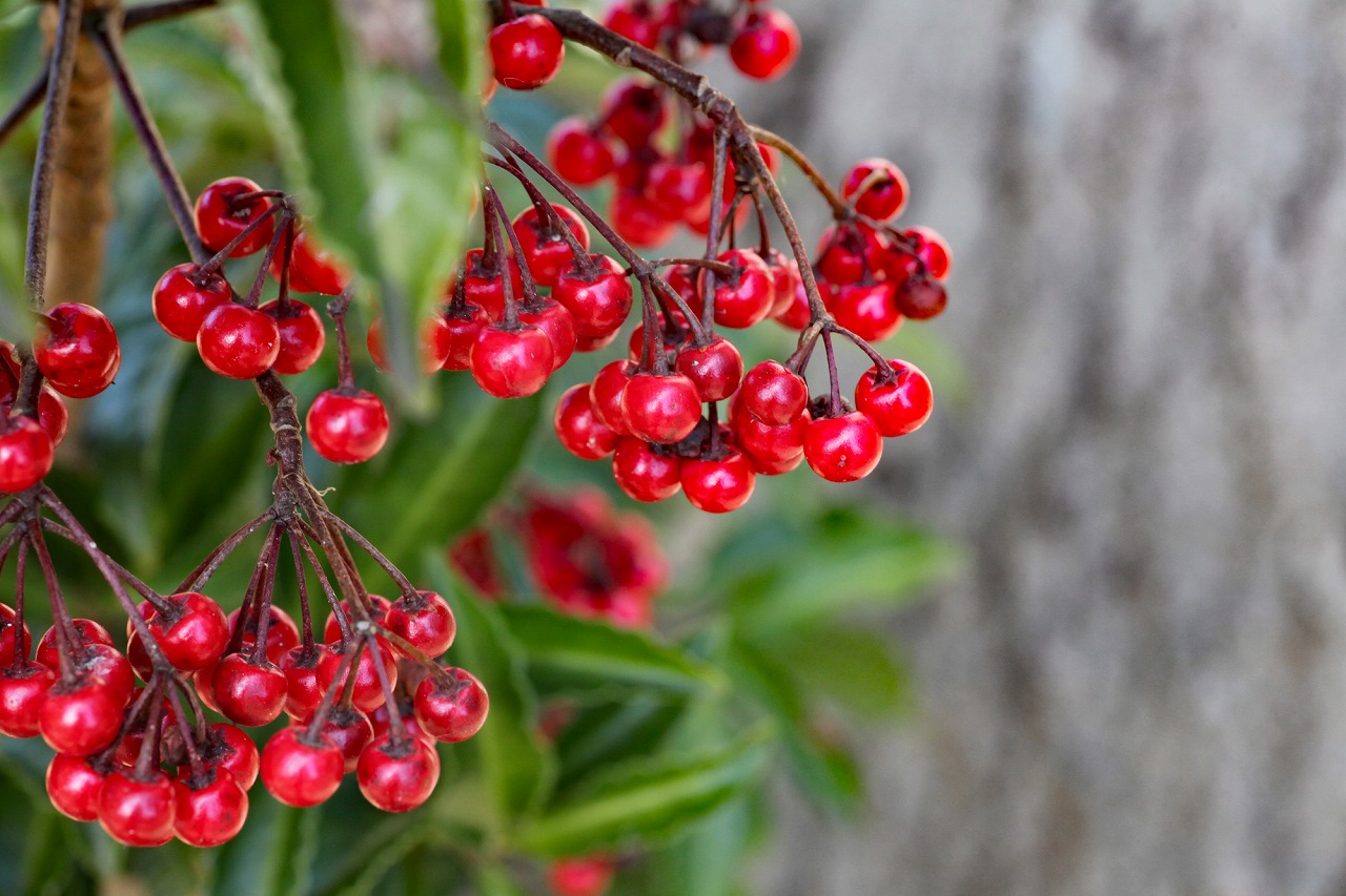 お正月に飾りたい縁起のいい赤い実11種！正月の花LOVEGREEN ラブグリーン