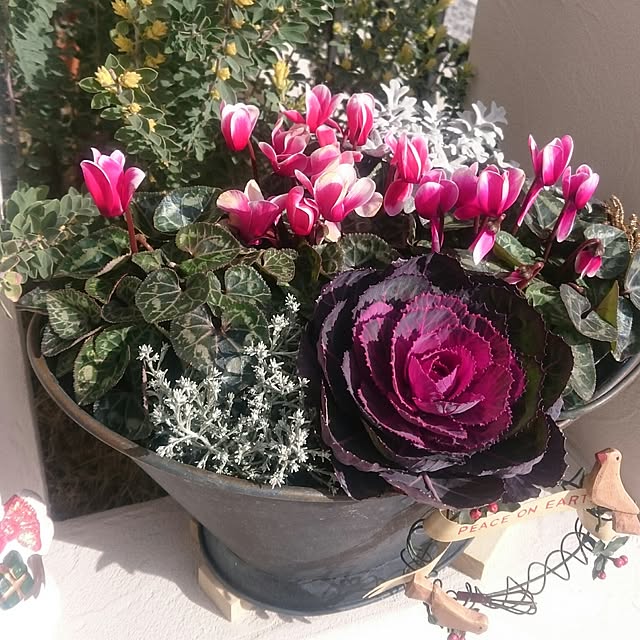 クリスマス風 寄せ植え ～シクラメンversion～お花と緑のお店 みやざき 宮﨑園芸店