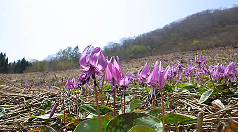 白馬八方尾根火祭り花火2025 HanaBeat