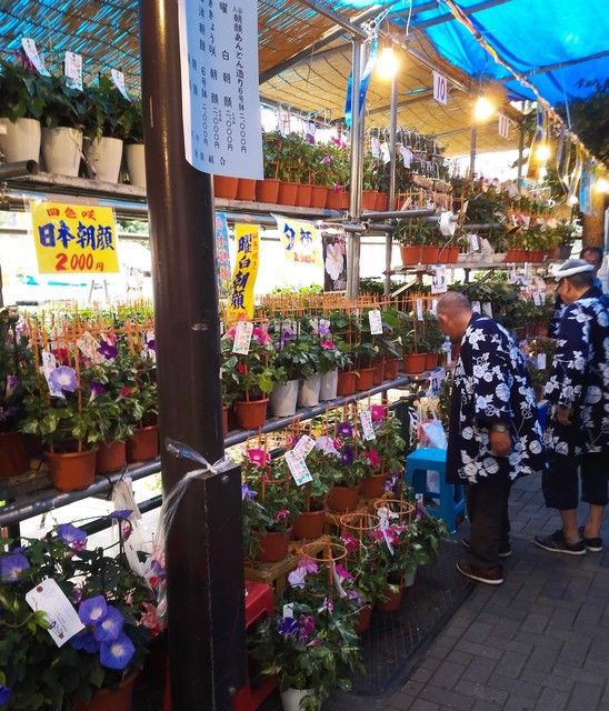 入谷の朝顔まつり 入谷朝顔市 と かっぱ橋・浅草めぐり : アナログ旅行