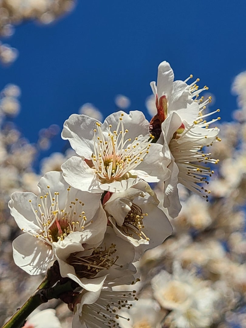 水墨画初心者必見 梅の描き方 ６つの型を使った簡単な方法を解説！ – BeBeの水墨画アートべべ・ロッカ公式ウェブサイト