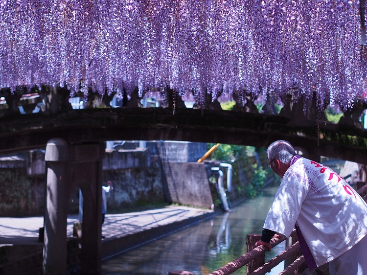 中山の大藤まつり2024の見頃 アクセス ライトアップ情報を徹底解説なごやねっと-na58.net
