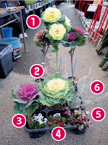 アンティークカラーのお正月寄せ植え熊本の大型総合園芸店 ナーセリーズ