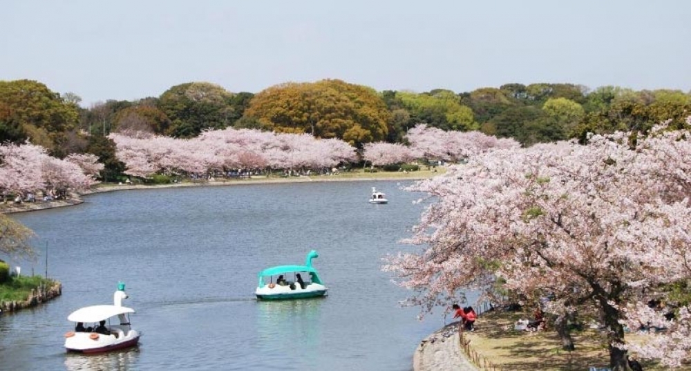 2025年 明石公園 明石市 の桜開花予想は？満開の時期はいつ頃？ 4 8更新明石たうんず明石駅周辺・明石公園のイベント・グルメ・観光