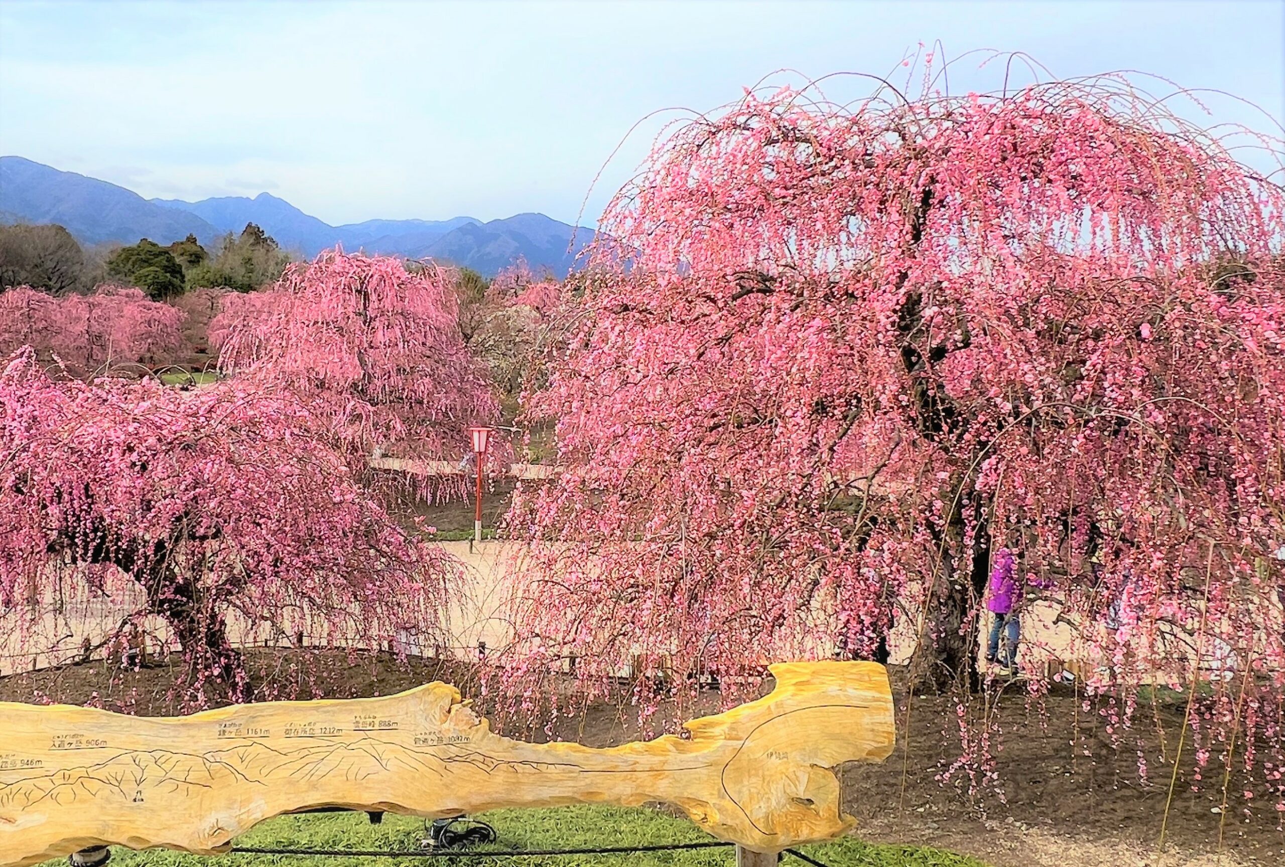 菅原神社のしだれ梅 – 花だより –公式 すずかし観光ガイド さぁ、きっともっと鈴鹿。海あり、山あり、匠の技あり