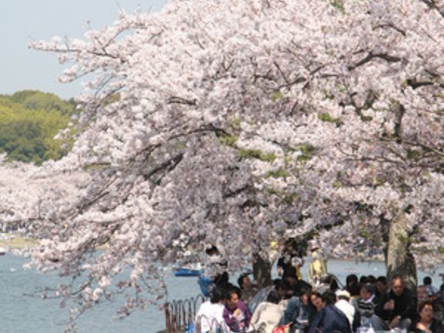 明石公園 愛知県 の桜開花・満開 天気情報 2025 - 日本気象協会 tenki.jp