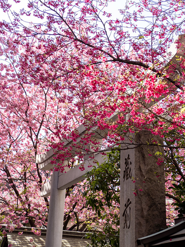 蔵前神社 ミモザと河津桜の見事な競演チーじぃ日記