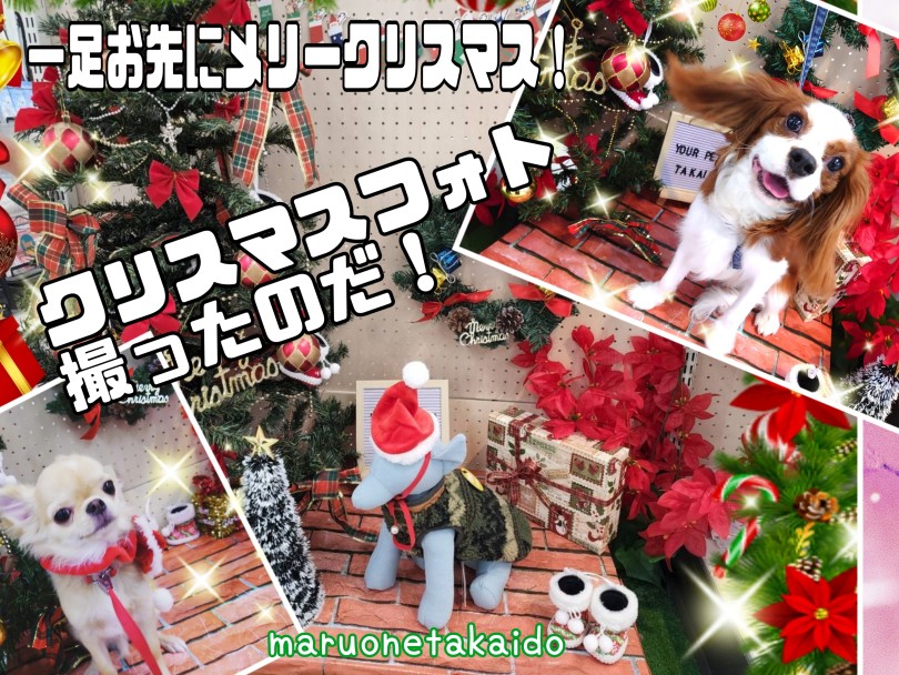 新居での初クリスマス🏡🎄 犬たちが新しい服を着て大喜び！可愛いワンコたちの幸せなクリスマス🐾❤️