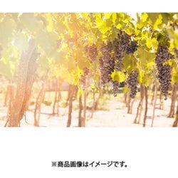 サンタ・スザンナ 赤 750ml三井物産流通グループ