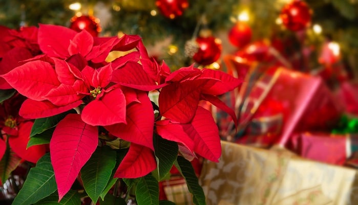 特集 クリスマスの花と木の植物かぎけん花図鑑