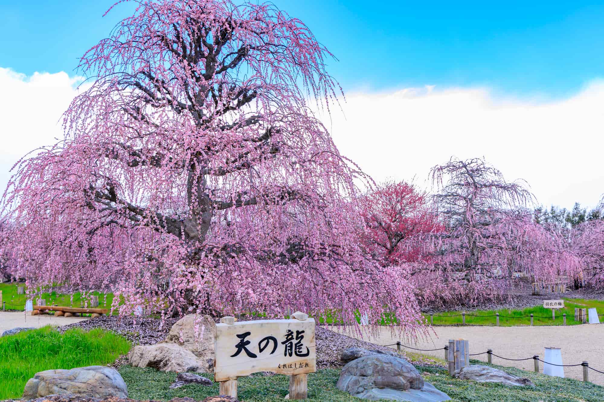 鈴鹿の森庭園の しだれ梅まつり で春を先取り！2025年ライトアップ情報をお届けTHE GATE日本の旅行観光マガジン・観光旅行情報掲載
