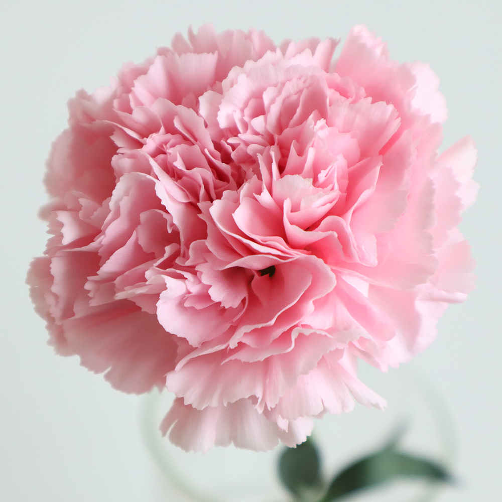 カーネーションの育て方・栽培方法を解説 植え替えや病気など、お手入れのコツも紹介花・花束を贈るフラワーギフト通販の 日比谷花壇 公式