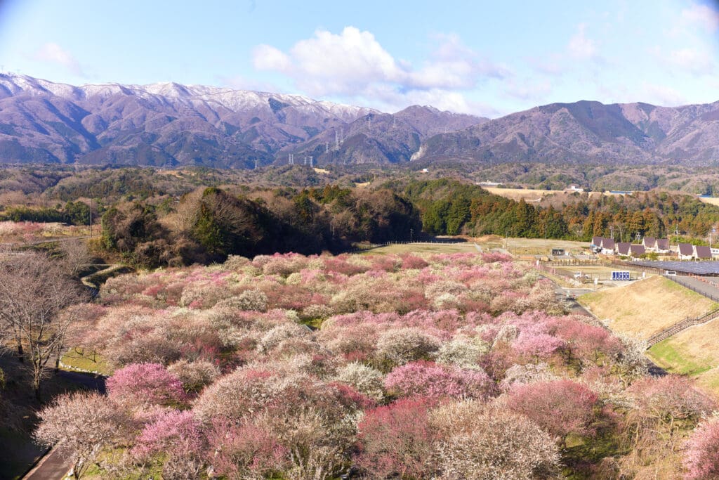 いなべ市農業公園の梅まつり：春の絶景スポット2025 年のリアルなLemon8ユーザー体験