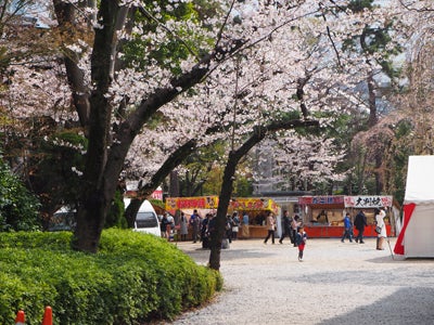 芝公園お花見スペースから見た東京タワーの写真・画像素材-Snapmart スナップマート