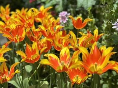 ガーデンズバイザベイ チケット シンガポールKlook