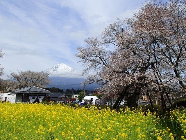 狩宿の下馬ザクラ花見特集2025