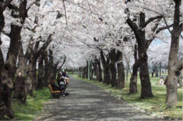 和歌山城桜まつり 屋台の時間や開花状況、お花見エリア3選を紹介