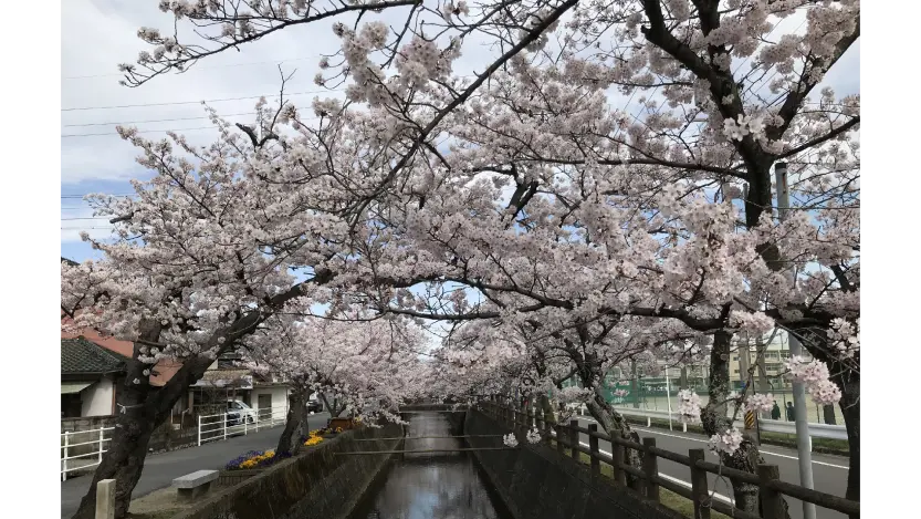 伊勢神宮の五十鈴川桜まつり！見頃や一番きれいな場所をご紹介mommyの視点