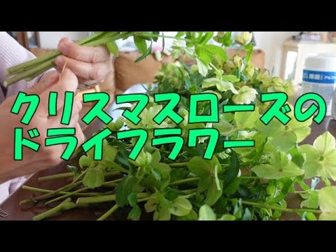 クリスマスローズドライのインテリア実例RoomClip ルームクリップ
