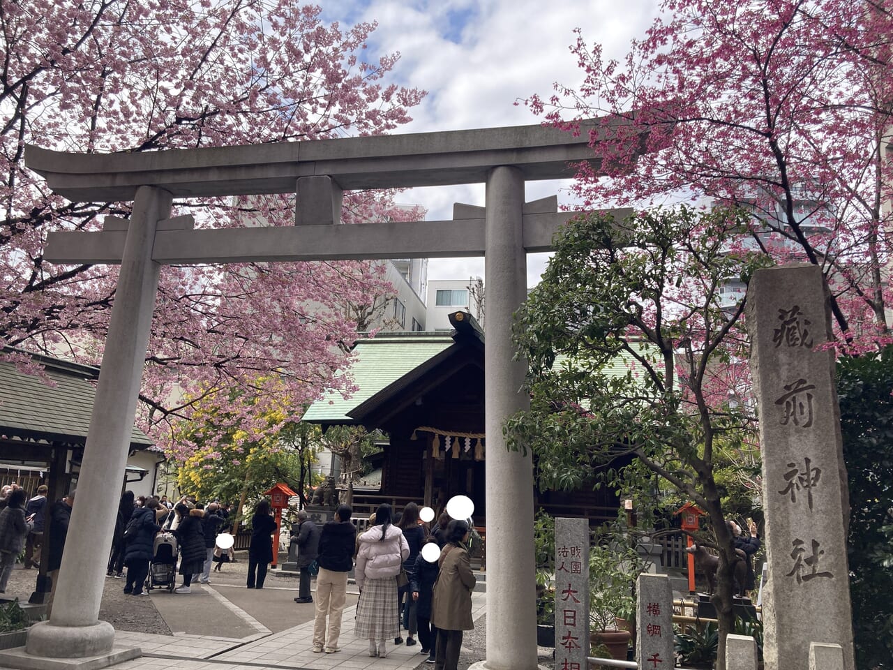 東京 ミモザと桜のコラボがすごい！蔵前神社Trip.com 東京