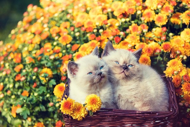 2025年10月最新 運気爆上がり！開運待ち受け50選✨金運・幸運・恋愛運に効果ありの壁紙を無料ダウンロード