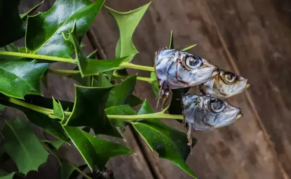 節分用・いわしの頭を刺したひいらぎのイラストおさかなPOP工房