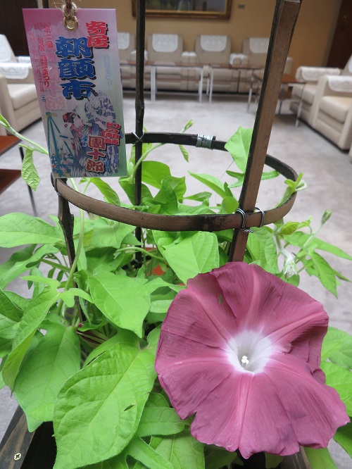 寄居町で「朝顔まつり」 30種を展示・販売、珍しい「変化朝顔」も - 秩父経済新聞