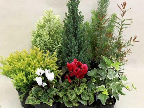 クリスマスの寄せ植え♪＊ラナンキュラス・ウピスが入荷♡꧁癒しの庭꧂