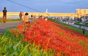 福岡県宮若市犬鳴川河川公園 ヒガンバナまつり！ - 南部鉄器マンの営業日記-2