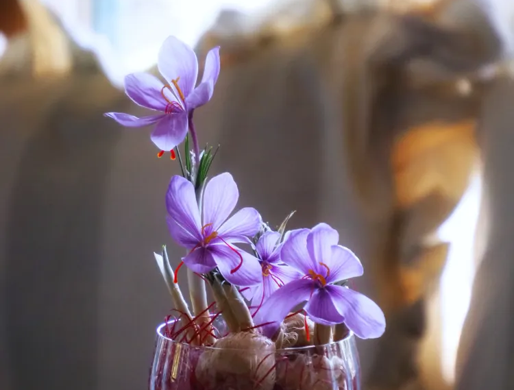 サフランの花言葉は「陽気」「愉快」「歓喜」！花言葉から見頃の季節まで丁寧にご紹介