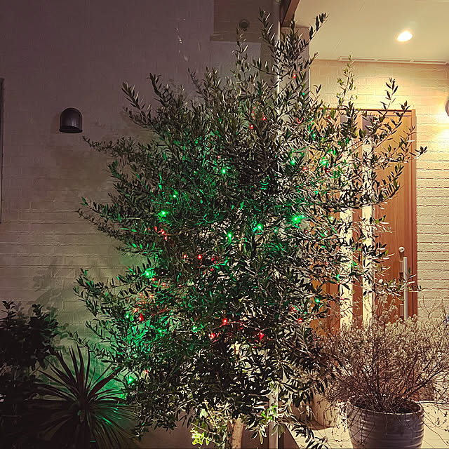 育てて飾る！クリスマスツリー」 庭づくりイエマガ