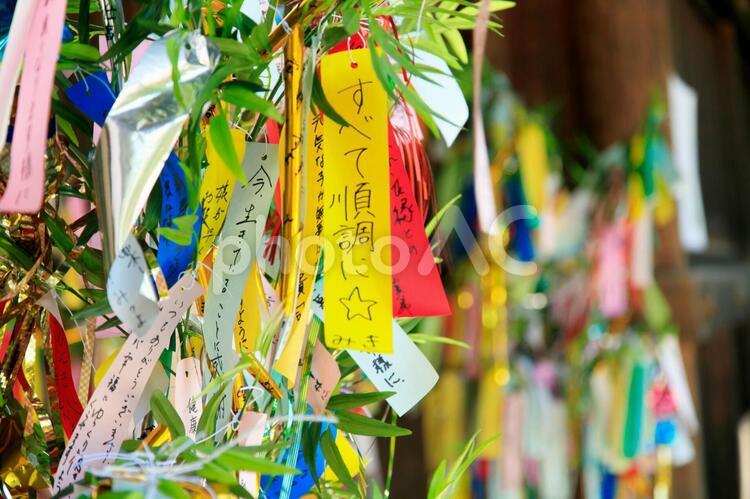 七夕の笹の葉イラストのフリー素材イラストイメージ