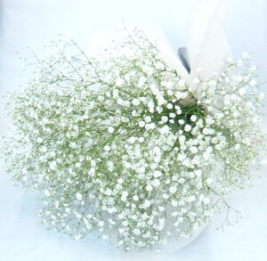 かすみ草 カスミソウ の花束・ブーケフラワーギフトならHitoHana