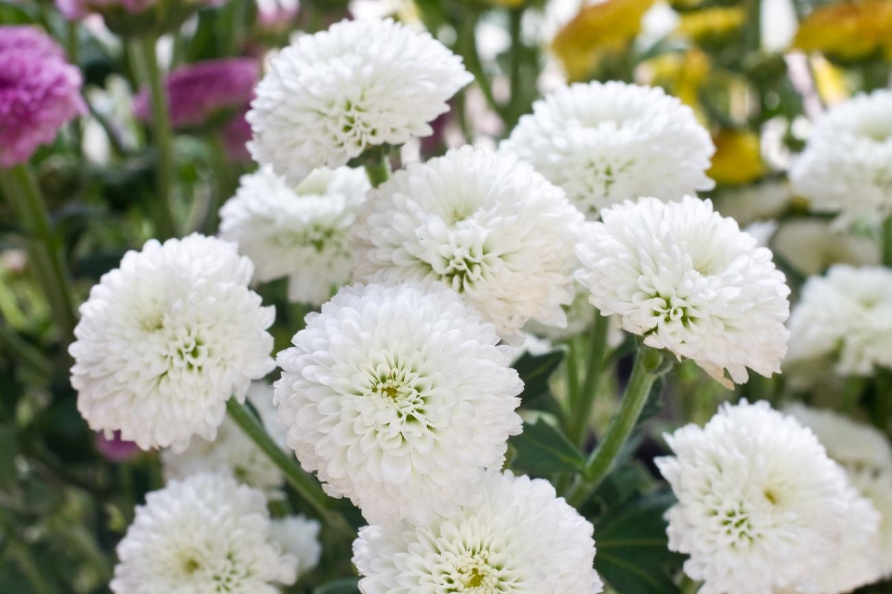 日比谷花壇のトップフローリストが手掛ける 葬儀の枠を超えたデザイン 新型の花祭壇「日比谷花壇の物語があるお葬式 あのね、」 シリーズ全4種類を、5月27日 月 に販売開始。株式会社日比谷花壇