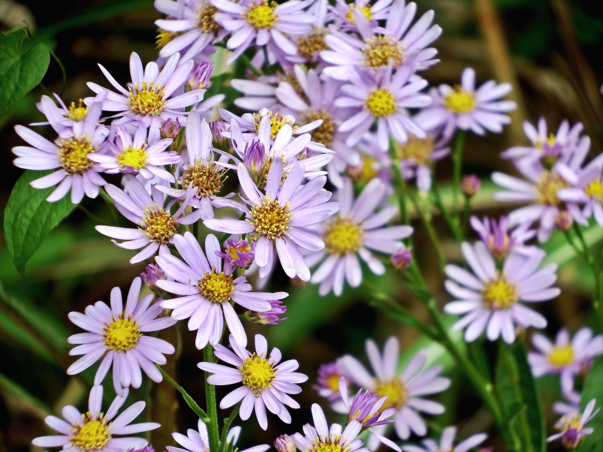 THISBEE 誕生花花言葉 10月16日 野ばら 実