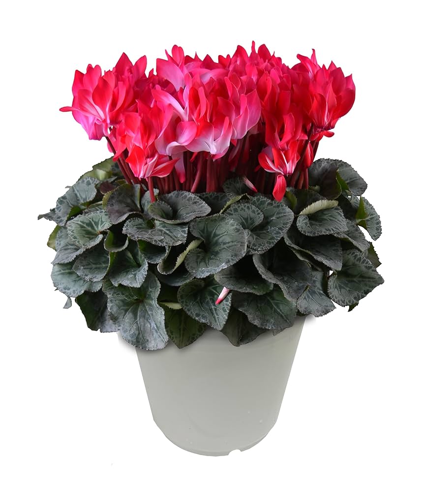 プロが解説 クリスマスにぴったり！１鉢で華やかさ続くブーケのような12月の寄せ植えGardenStoryガーデンストーリー