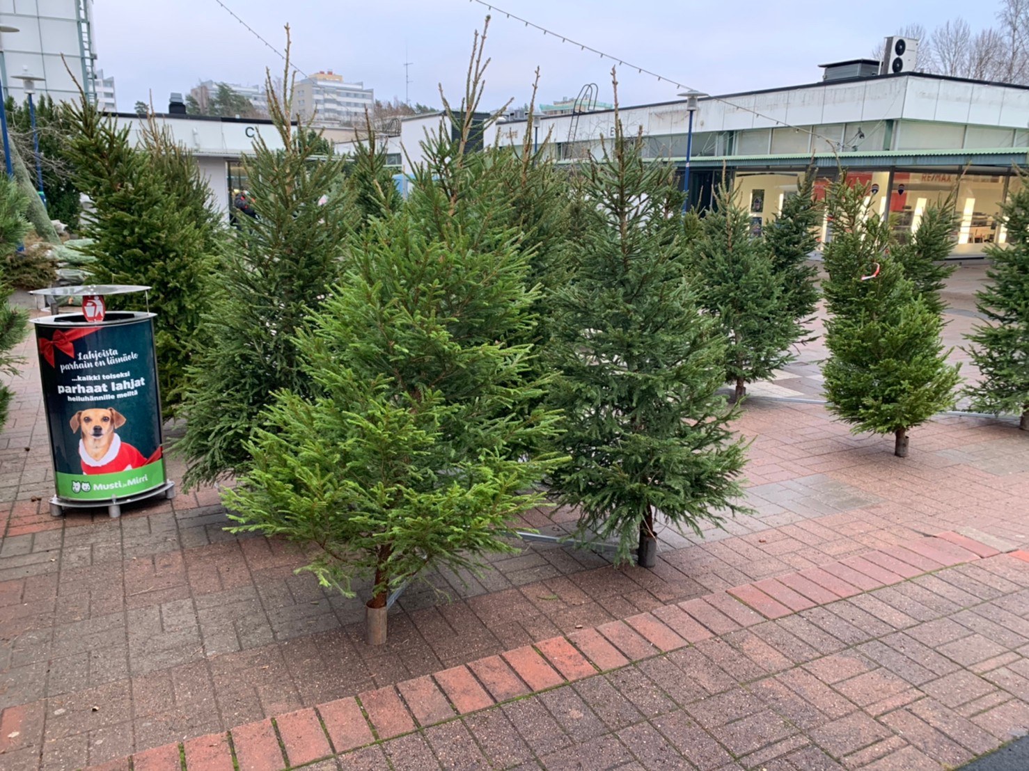 そのクリスマスツリーは何の木ですか？持続可能な林業のために