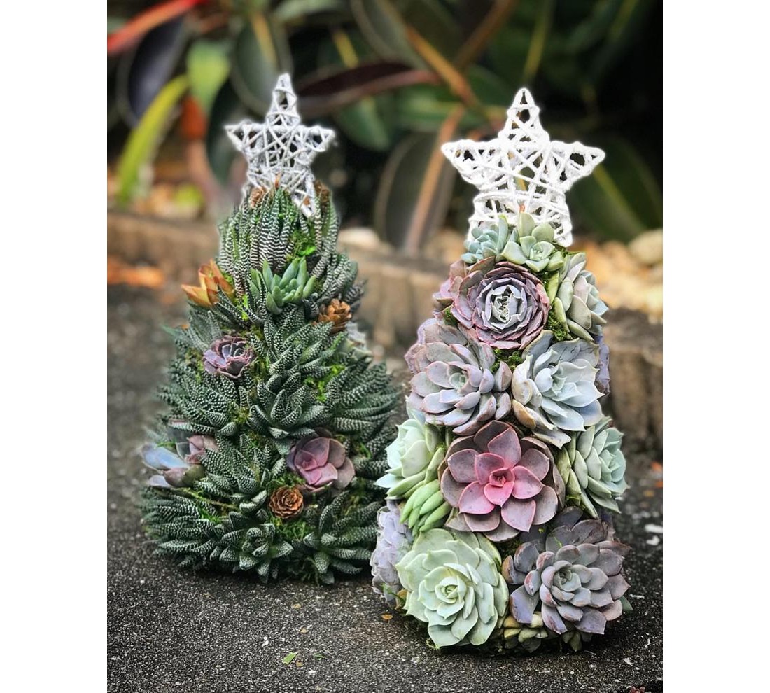 クリスマスの寄せ植えをつくろう！シーズンイベントを楽しむガーデニング植物の暮らしサポートマガジンPLANTE プランテ