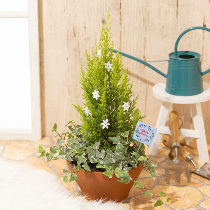 クリスマス 寄せ植えのインテリア実例RoomClip ルームクリップ