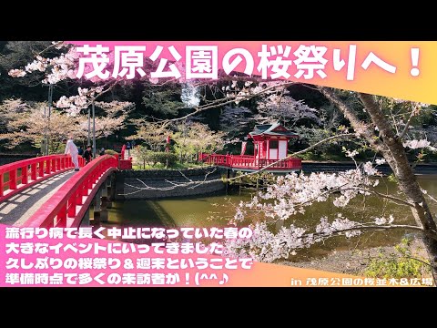 千葉 茂原公園 茂原市高師 ２０２３年3月20日現在ライトアップ開始、桜３分〜５分咲きで間もなくです。千葉県内でも屈指の名所です。茂原桜まつり3月27日〜4月中旬まで食べ歩き日記in千葉